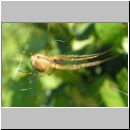 Metellina sp - Herbstspinne 04b.jpg